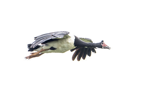 Magpie Goose  Anseranas semipalmata,Geotagged,Spring,magpie goose