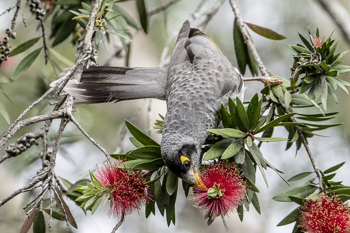 Manorina melanocephala Noisy miner  Australia,Fall,Geotagged,Manorina melanocephala,Noisy miner