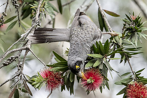 Manorina melanocephala Noisy miner  Australia,Fall,Geotagged,Manorina melanocephala,Noisy miner