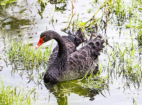 Black Swan  Australia,Black Swan,Cygnus atratus,Fall,Geotagged,Spring