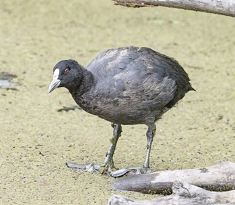 Eurasian Coot  Australia,Eurasian coot,Fall,Fulica atra,Geotagged