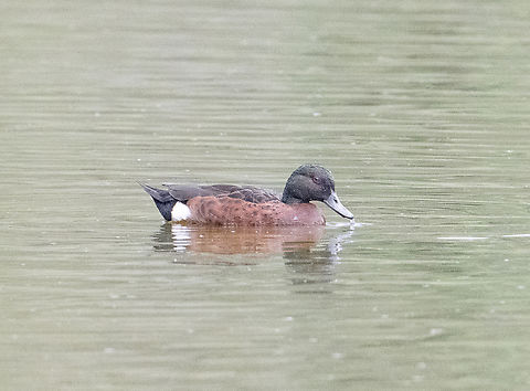 Anas castanea Chestnut teal Anas castanea,Australia,Chestnut teal,Fall,Geotagged