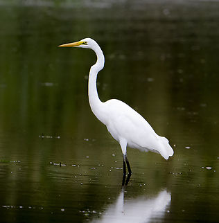 Eastern Great Egret  Ardea alba modesta,Australia,Eastern Great Egret,Fall,Geotagged