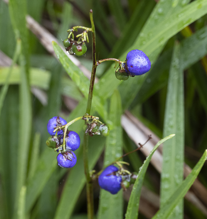 Cerulean flax-lily Dianella caerulea Australia,Dianella  caerulea,Dianella caerulea,Fall,Geotagged