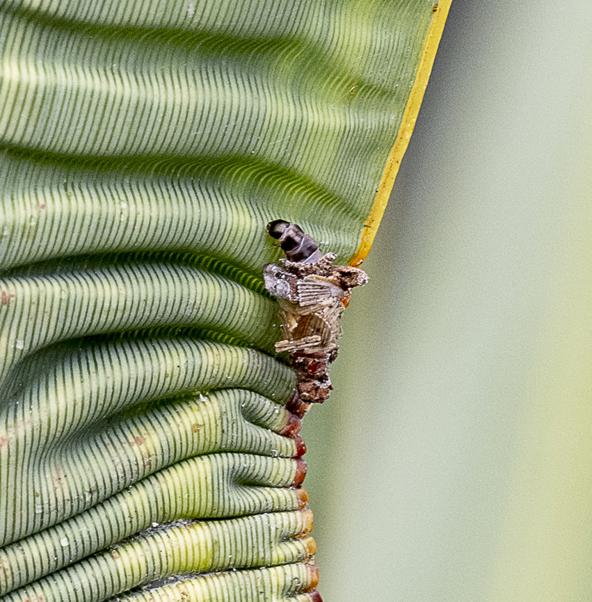 Bagworm  Australia,Bagworm Moth,Fall,Geotagged,Psyche casta