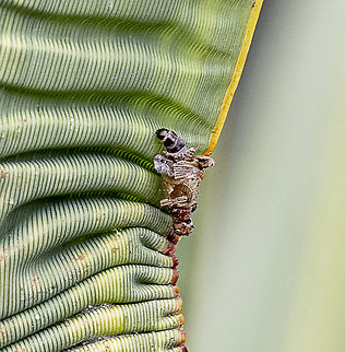 Bagworm  Australia,Bagworm Moth,Fall,Geotagged,Psyche casta
