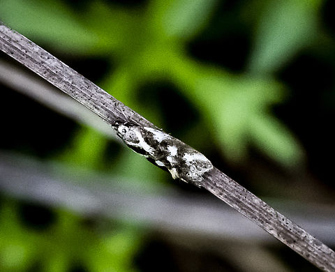 Micro Moth -  Lophocorona commoni ?  Australia,Fall,Geotagged