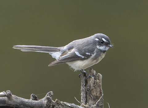 Grey Fantail  Australia,Fall,Geotagged,Grey Fantail,Rhipidura albiscapa