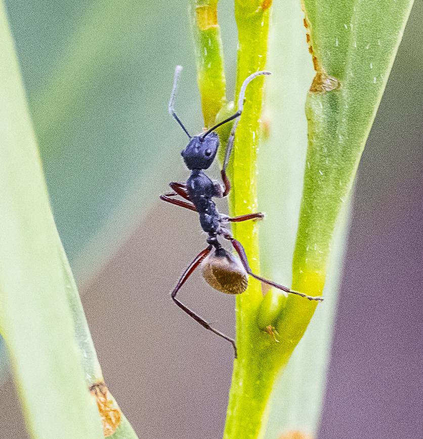 Camponotus suffusus Golden-tailed sugar ant Australia,Camponotus suffusus,Fall,Geotagged,Golden-tailed sugar ant