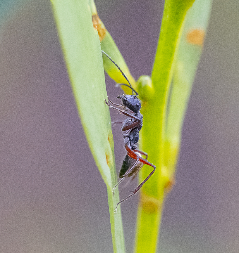 Camponotus suffusus Golden-tailed sugar ant Australia,Camponotus suffusus,Fall,Geotagged,Golden-tailed sugar ant