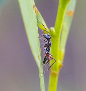 Golden-tailed sugar ant