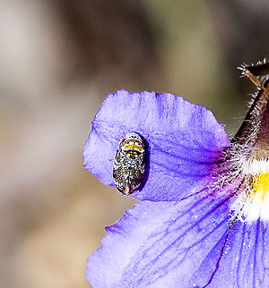 A leafhopper - Neovulturnus sp.  Australia,Fall,Geotagged