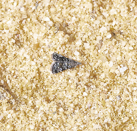 A snout moth - Heliothela didymospila How many grains of sand long Australia,Fall,Geotagged,Heliothela didymospila