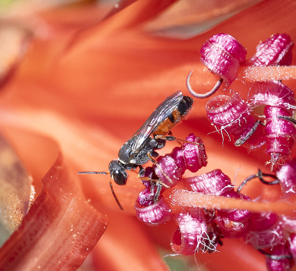 Hylaeus (Prosopisteron) littleri The Litter&#039;s Masked Bee Australia,Fall,Geotagged,Hylaeus littleri,Littler's Masked Bee