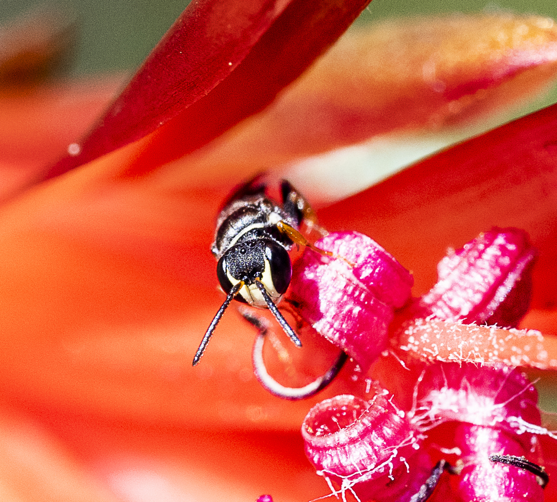 Hylaeus (Prosopisteron) littleri Hylaeine colletid bee Australia,Fall,Geotagged,Hylaeus littleri,Littler's Masked Bee