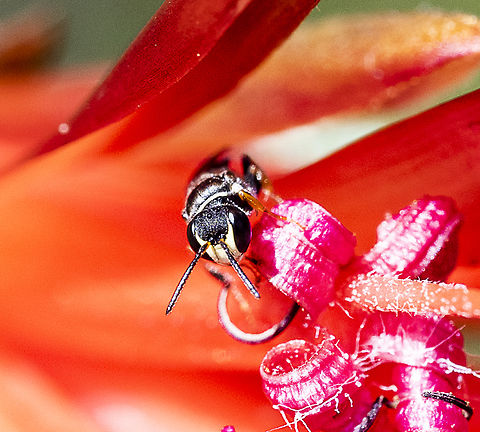Hylaeus (Prosopisteron) littleri Hylaeine colletid bee Australia,Fall,Geotagged,Hylaeus littleri,Littler's Masked Bee