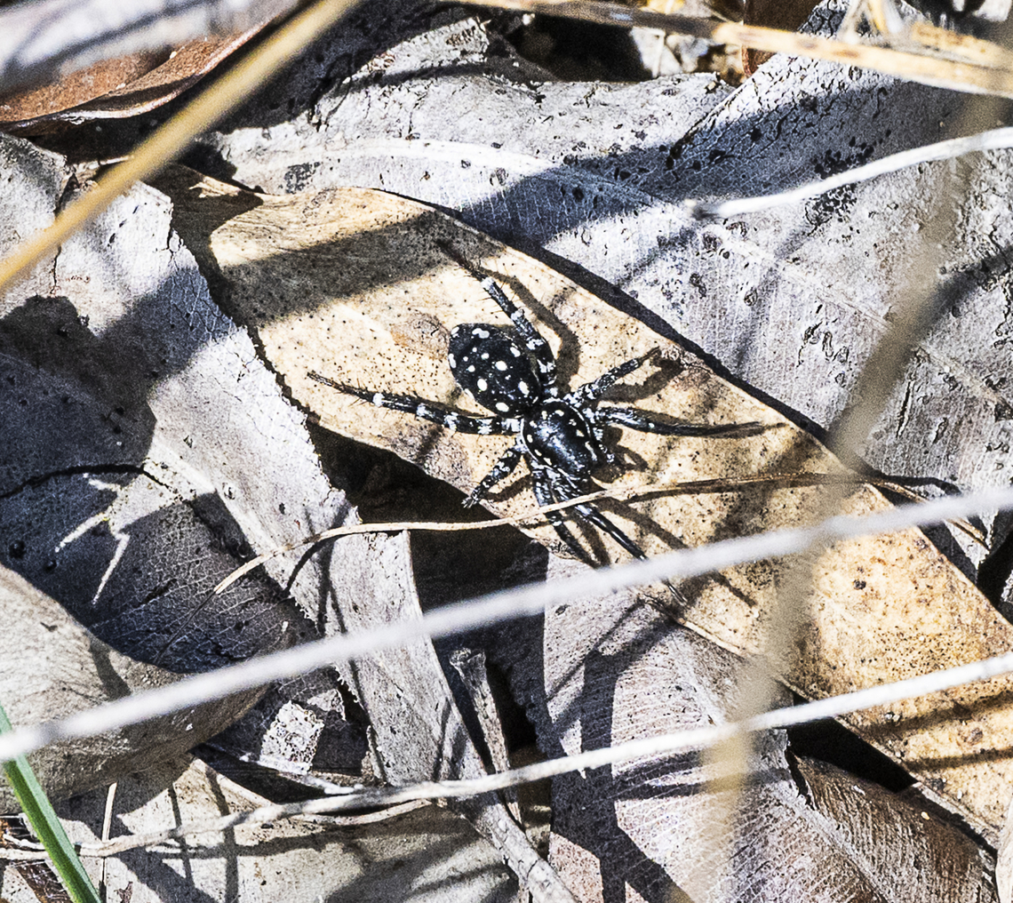 Supunna albopunctatum Spotted Ground Swift Spider Australia,Fall,Geotagged,Nyssus albopunctatus,White-spotted Swift Spider