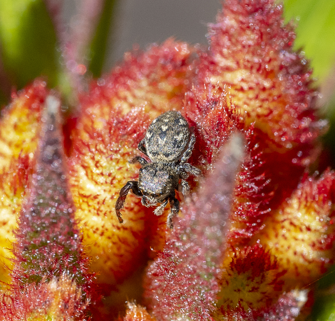 Jumping Spider - Bianor sp.  Australia,Fall,Geotagged