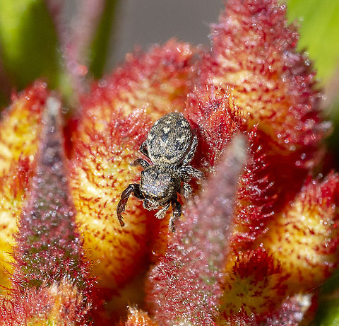 Jumping Spider - Bianor sp.  Australia,Fall,Geotagged