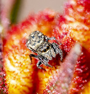Jumping Spider - Bianor sp.  Australia,Fall,Geotagged