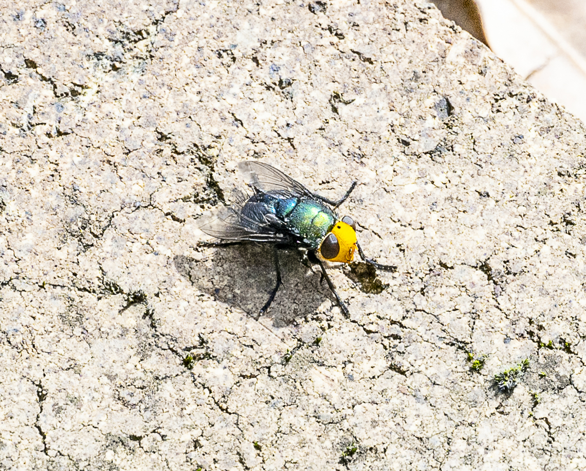 Amenia imperialis Yellow-headed blowfly Amenia imperialis,Australia,Fall,Geotagged,Yellow-headed Snail Parasitic Blowfly