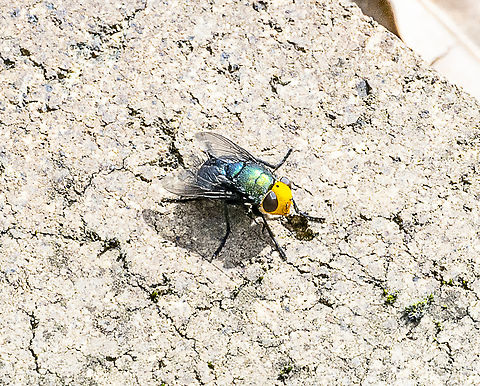 Amenia imperialis Yellow-headed blowfly Amenia imperialis,Australia,Fall,Geotagged,Yellow-headed Snail Parasitic Blowfly