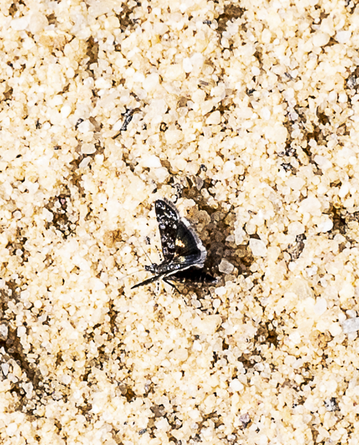 Snout moth - Heliothela didymospila The fringe stands out a little more Australia,Fall,Geotagged,Heliothela didymospila