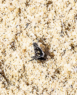 Snout moth - Heliothela didymospila The fringe stands out a little more Australia,Fall,Geotagged,Heliothela didymospila