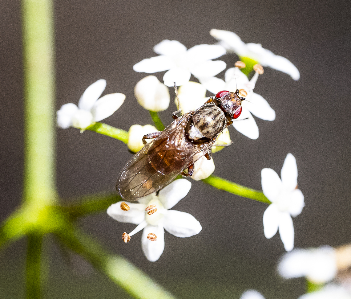 A Soldier Fly  Australia,Fall,Geotagged