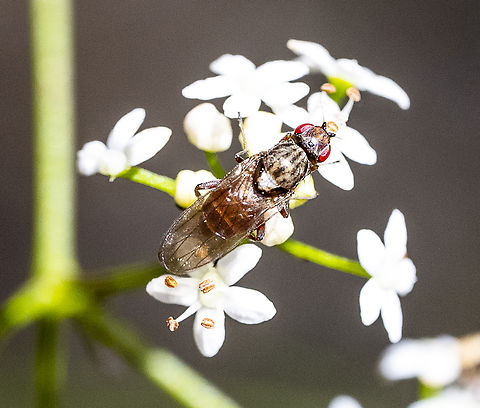 A Soldier Fly  Australia,Fall,Geotagged