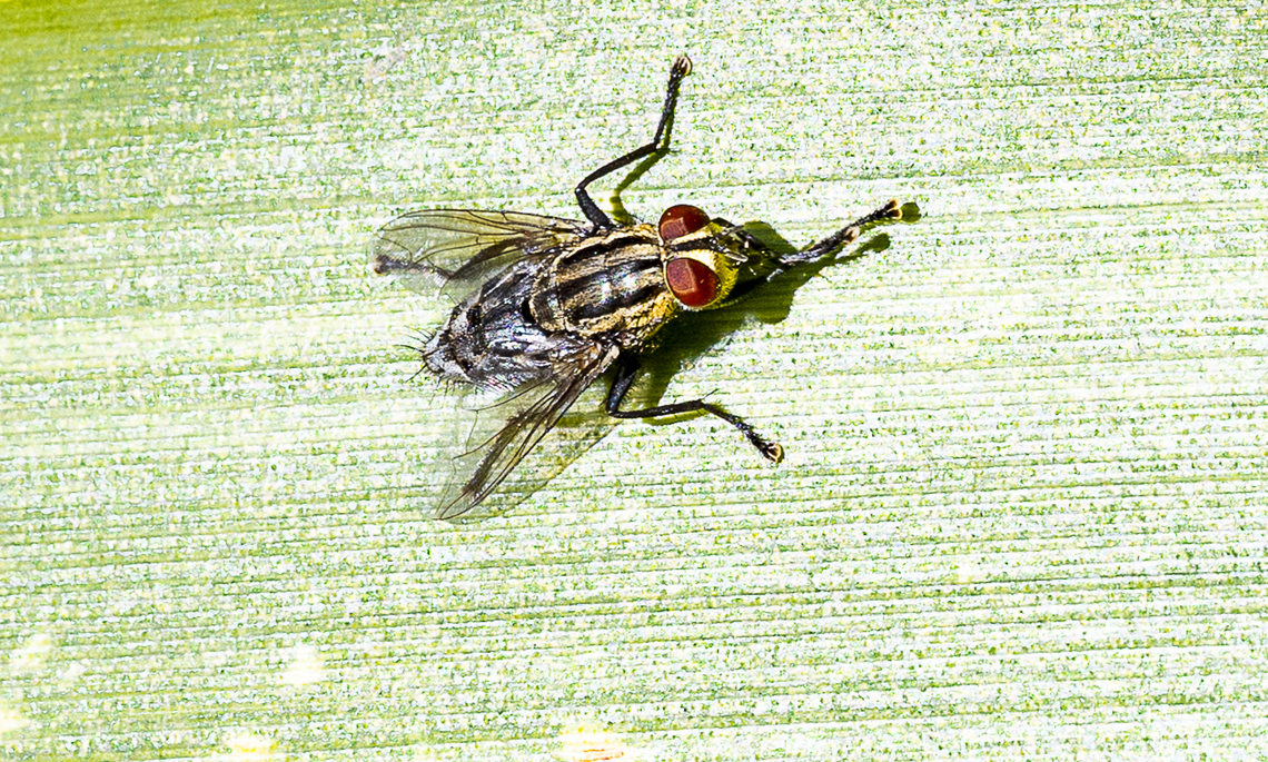 Sarcophaga sp. - Flesh fly  Australia,Fall,Geotagged