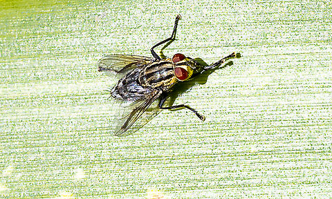 Sarcophaga sp. - Flesh fly  Australia,Fall,Geotagged