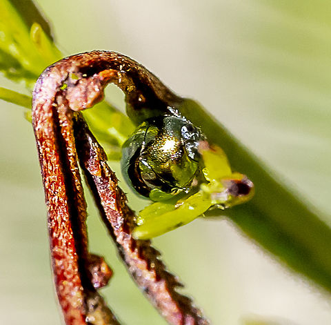 Golden Tortoise Beetle (Charidotella sexpunctata) ? Well out of place ? Australia,Charidotella sexpunctata,Fall,Geotagged,Golden Tortoise Beetle