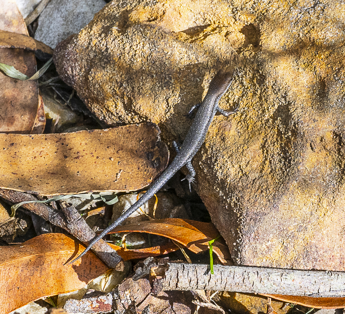 Delicate Garden Skink - Lampropholis delicata  Australia,Fall,Geotagged,Lampropholis delicata
