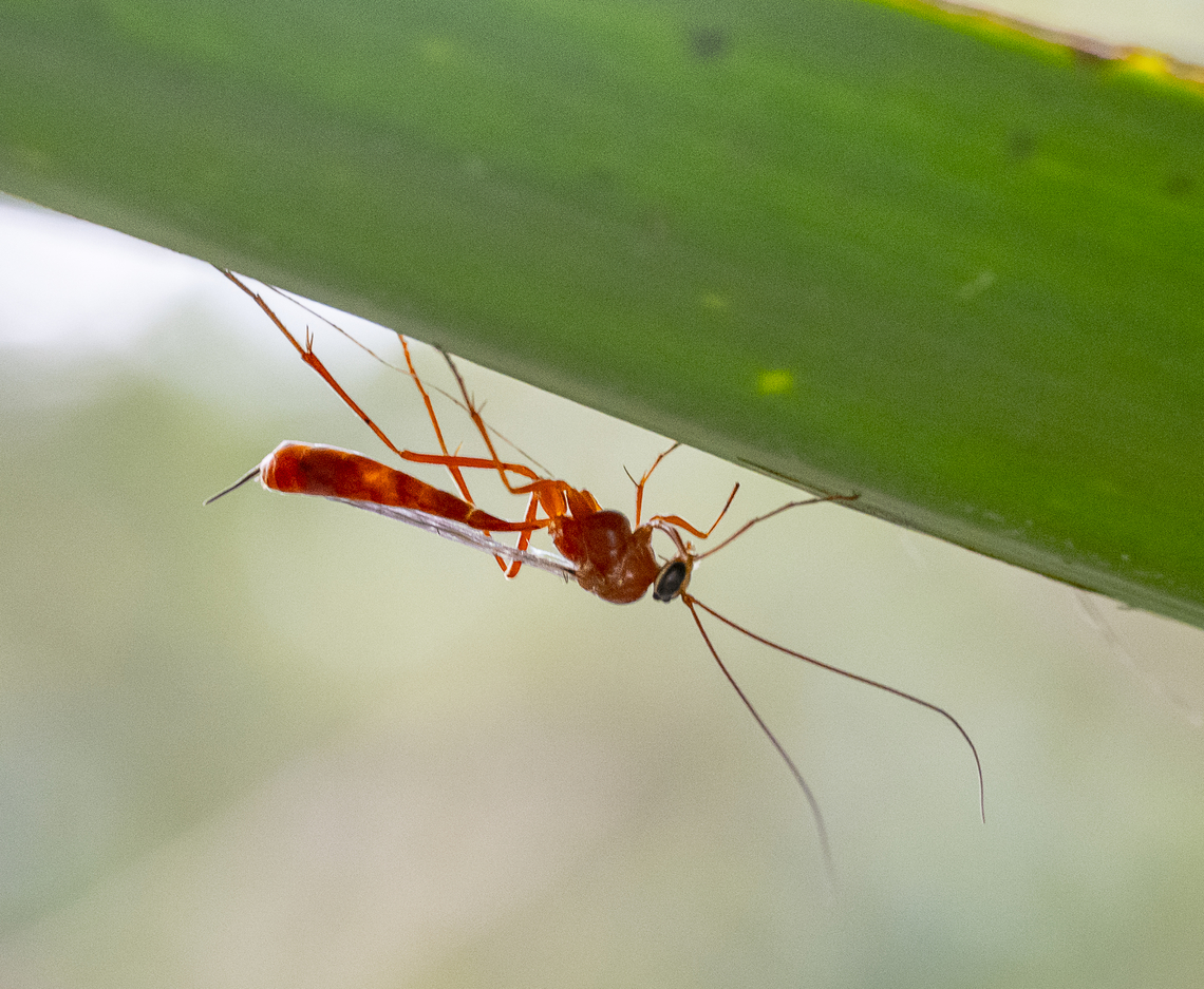 Ichneumonid wasp  Australia,Fall,Geotagged