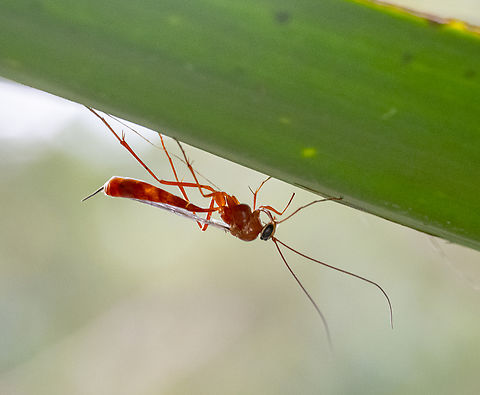 Ichneumonid wasp  Australia,Fall,Geotagged