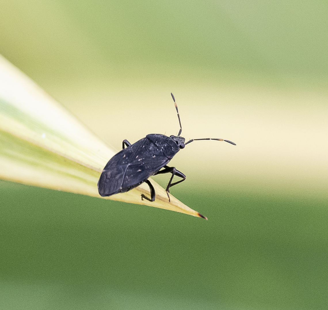 Seed Bug - Aristaenetus similis ?  Australia,Fall,Geotagged