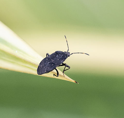 Seed Bug - Aristaenetus similis ?  Australia,Fall,Geotagged