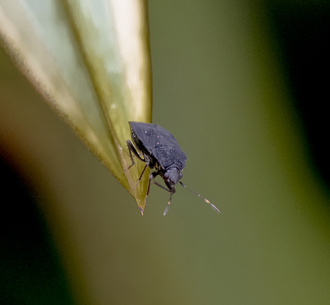 Seed Bug - Aristaenetus similis ?  Australia,Fall,Geotagged
