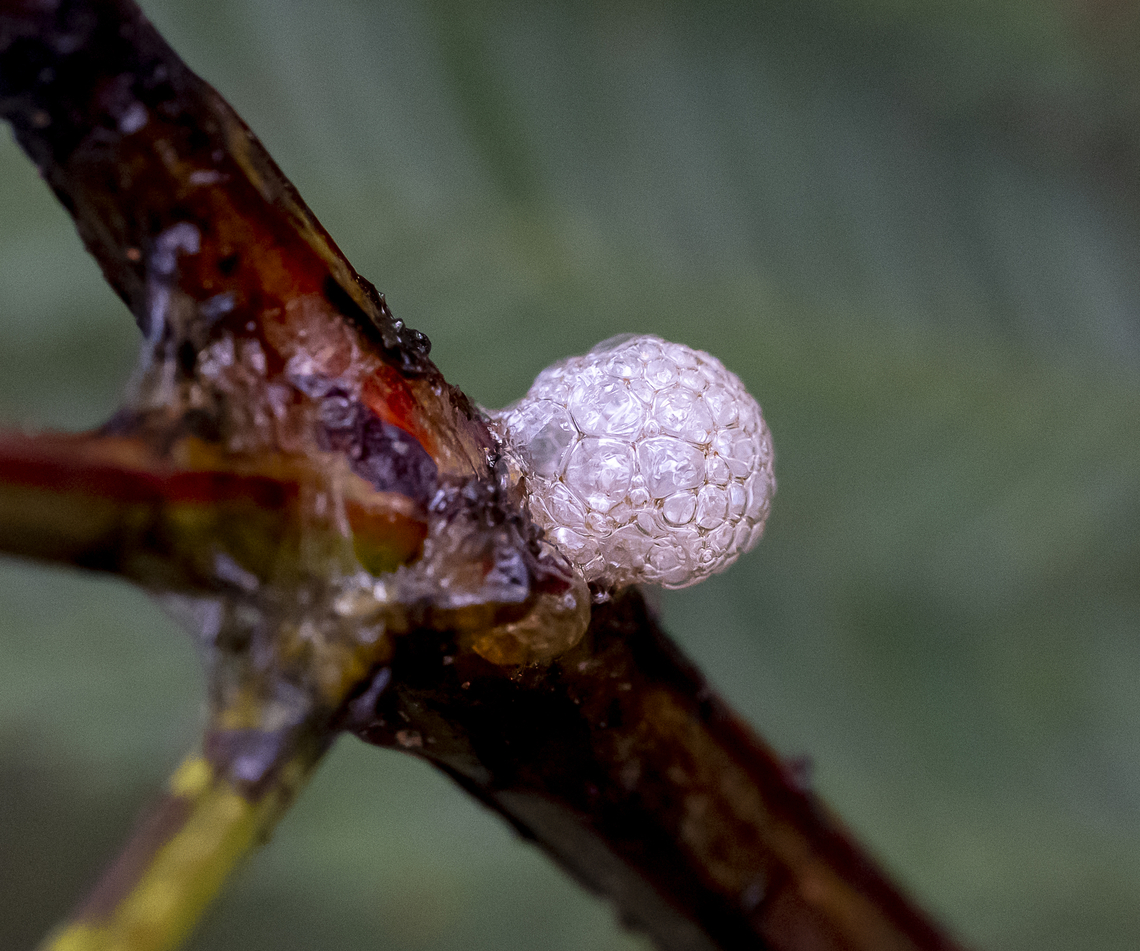 Egg Sac  Australia,Fall,Geotagged