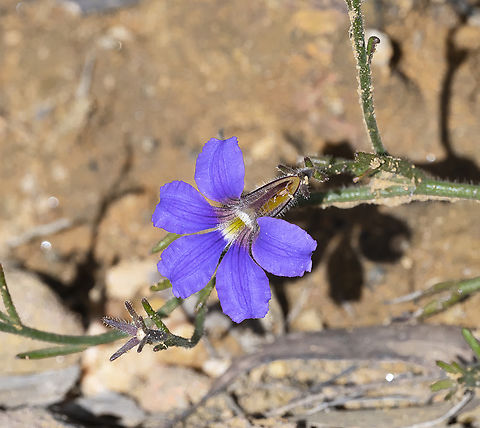 Scaevola ramosissima Snake Flower  Australia,Fall,Geotagged,Purple fan-flower,Scaevola ramosissima