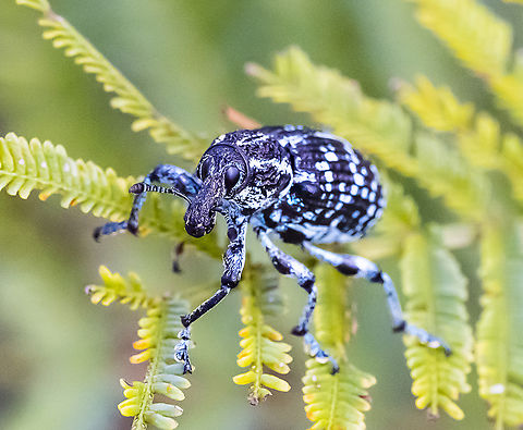 Chrysolopus spectabilis Botany Bay weevil 

Gotta luv that snout Australia,Botany Bay Diamond Weevil,Chrysolopus spectabilis,Fall,Geotagged