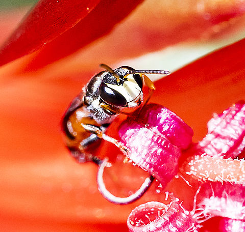 Pretty Face - Hylaeus littleri Hylaeine colletid bee  Australia,Fall,Geotagged,Hylaeus littleri,Littler's Masked Bee