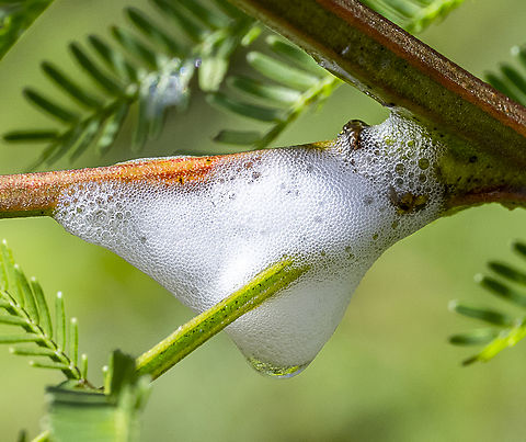 Spittle bug On acacia - wattle Australia,Fall,Geotagged