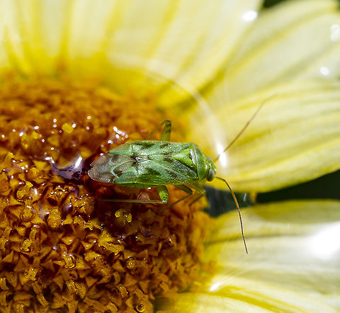 True Bug  Australia,Fall,Geotagged,Spring,Taylorilygus,Taylorilygus apicalis