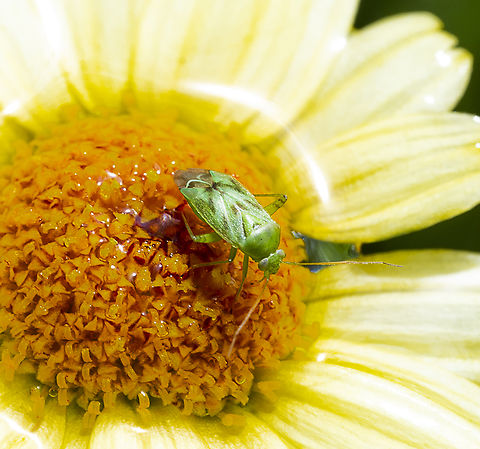 Broken-backed Bug- Taylorilygus apicalis https://www.inaturalist.org/taxa/148094-Taylorilygus-apicalis Australia,Fall,Geotagged,Taylorilygus,Taylorilygus apicalis