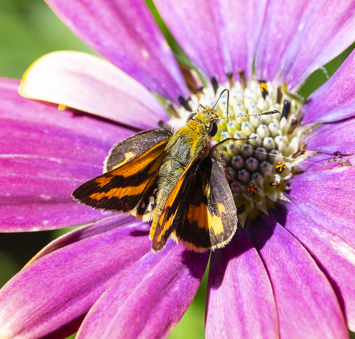 Yellow banded dart - Ocybadistes walkeri Spider legs on right Australia,Fall,Geotagged,Ocybadistes walkeri,Yellow-banded Dart
