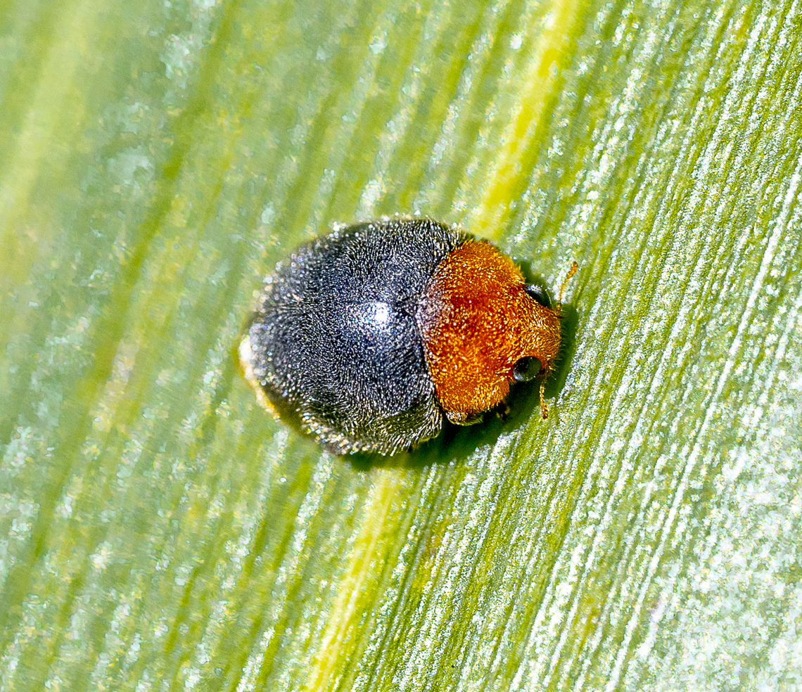 Mealybug destroyer - Cryptolaemus montrouzieri  Australia,Cryptolaemus montrouzieri,Fall,Geotagged,Mealybug Destroyer