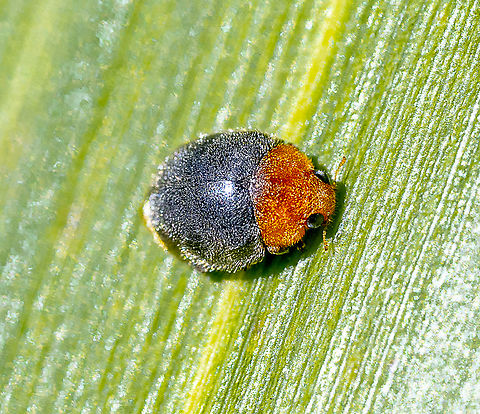 Mealybug destroyer - Cryptolaemus montrouzieri  Australia,Cryptolaemus montrouzieri,Fall,Geotagged,Mealybug Destroyer