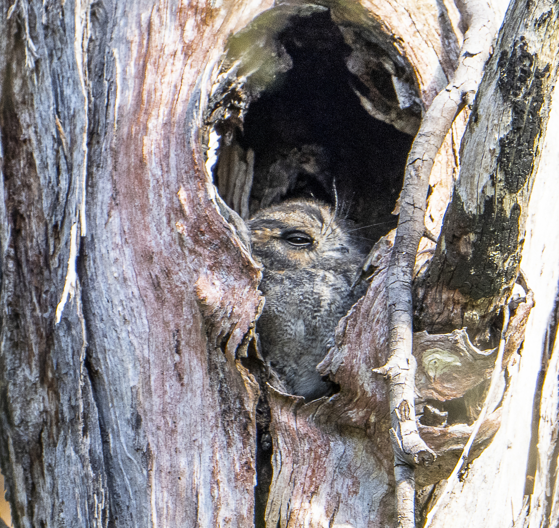 Australian Owlet-Nightjar  Aegotheles cristatus,Australia,Australian Owlet-nightjar,Fall,Geotagged